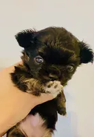 Black Rose( tri-color ), a female Chihuahua for sale in Santa Rosa Beach, FL – Photo 7 of 9