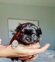 Black Rose( tri-color ), a female Chihuahua for sale in Santa Rosa Beach, FL – Photo 4 of 9