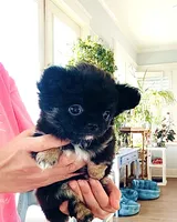 Black Rose( tri-color ), a female Chihuahua for sale in Santa Rosa Beach, FL – 2 of 9