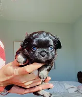 Black Rose( tri-color ), a female Chihuahua for sale in Santa Rosa Beach, FL – Photo 2 of 9