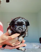 Black Rose( tri-color ), a female Chihuahua for sale in Santa Rosa Beach, FL – Photo 1 of 9
