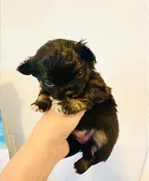 Black Rose( tri-color ), a female Chihuahua for sale in Santa Rosa Beach, FL – Photo 6 of 9