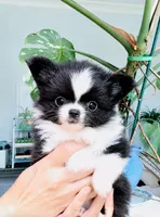 Bambi Doll ( show quality ), a female Chihuahua for sale in Santa Rosa Beach, FL – 1 of 6