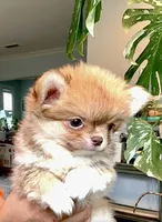 Perfection ( top show quality ), a female Chihuahua for sale in Santa Rosa Beach, FL – 3 of 7