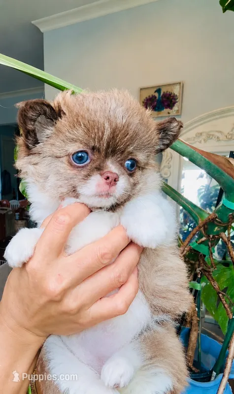 Blue Eye Beauty  – Chihuahua puppy for sale in Santa Rosa Beach, FL
