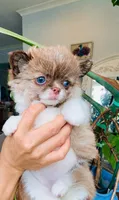 Blue Eye Beauty , a female Chihuahua for sale in Santa Rosa Beach, FL – 1 of 3