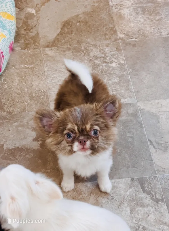 Blue Eye Beauty  – Chihuahua puppy for sale in Santa Rosa Beach, FL