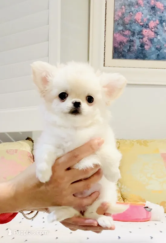 Princess Snow White  – Chihuahua puppy for sale in Santa Rosa Beach, FL