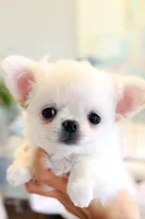 White Angel , a female Chihuahua for sale in Santa Rosa Beach, FL – 6 of 9