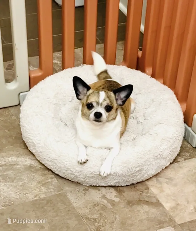 Grace ( pet home only ) – Chihuahua puppy for sale in Santa Rosa Beach, FL
