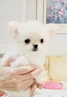 Princess Snow White , a female Chihuahua for sale in Santa Rosa Beach, FL – 7 of 10