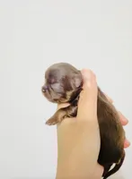 Chocolate Angel, a female Chihuahua for sale in Santa Rosa Beach, FL – 4 of 6