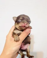 Prince Golden Chocolate, a male Chihuahua for sale in Santa Rosa Beach, FL – 5 of 6