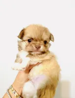 Purple Rose, a female Chihuahua for sale in Santa Rosa Beach, FL – Photo 8 of 9