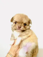 Purple Rose, a female Chihuahua for sale in Santa Rosa Beach, FL – Photo 9 of 9