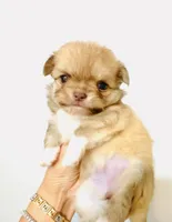 Purple Rose, a female Chihuahua for sale in Santa Rosa Beach, FL – Photo 2 of 9