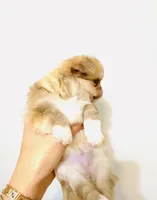 Purple Rose, a female Chihuahua for sale in Santa Rosa Beach, FL – Photo 4 of 9