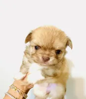 Purple Rose, a female Chihuahua for sale in Santa Rosa Beach, FL – Photo 1 of 9