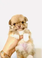 Purple Rose, a female Chihuahua for sale in Santa Rosa Beach, FL – Photo 5 of 9