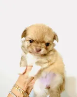 Purple Rose, a female Chihuahua for sale in Santa Rosa Beach, FL – Photo 3 of 9