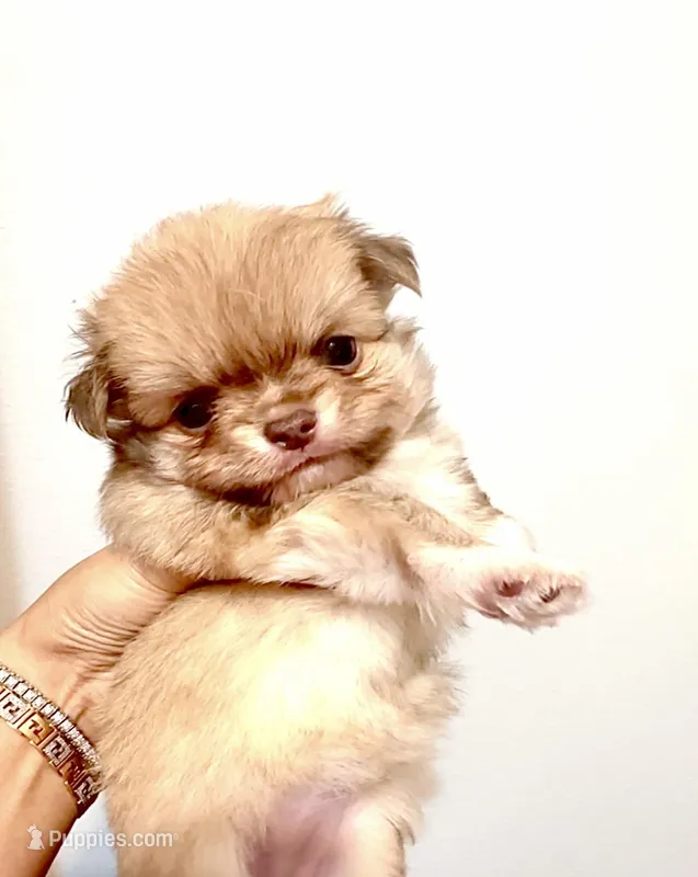 Purple Rose – Chihuahua puppy for sale in Santa Rosa Beach, FL
