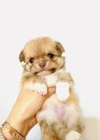 Purple Rose, a female Chihuahua for sale in Santa Rosa Beach, FL – Photo 6 of 9