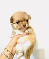 Purple Rose, a female Chihuahua for sale in Santa Rosa Beach, FL – Photo 7 of 9