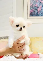 Princess Snow White , a female Chihuahua for sale in Santa Rosa Beach, FL – 3 of 10