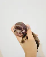 Chocolate Angel, a female Chihuahua for sale in Santa Rosa Beach, FL – 5 of 6