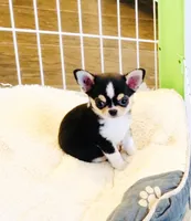 Lil Zorro, a male Chihuahua for sale in Santa Rosa Beach, FL – 3 of 9