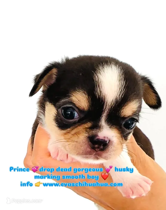 Prince  – Chihuahua puppy for sale in Santa Rosa Beach, FL
