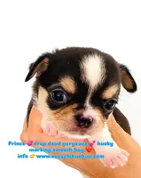 Lil Zorro, a male Chihuahua for sale in Santa Rosa Beach, FL – Photo 7 of 9