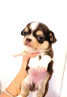 Lil Zorro, a male Chihuahua for sale in Santa Rosa Beach, FL – Photo 8 of 9