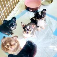 Lil Zorro, a male Chihuahua for sale in Santa Rosa Beach, FL – Photo 5 of 9