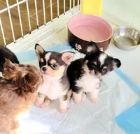 Lil Zorro, a male Chihuahua for sale in Santa Rosa Beach, FL – Photo 4 of 9