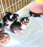 Lil Zorro, a male Chihuahua for sale in Santa Rosa Beach, FL – Photo 2 of 9