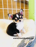 Lil Zorro, a male Chihuahua for sale in Santa Rosa Beach, FL – 2 of 9