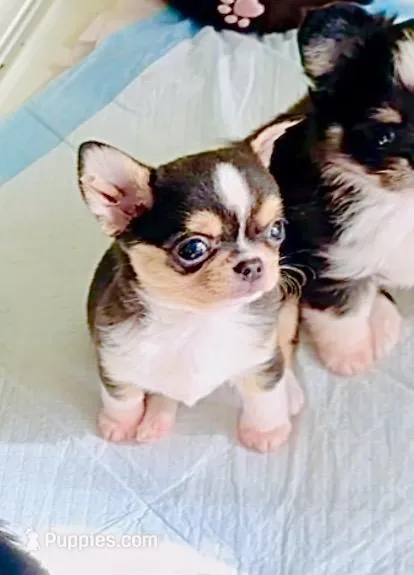 Lil Zorro – Chihuahua puppy for sale in Santa Rosa Beach, FL