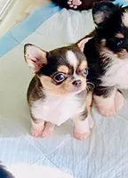 Lil Zorro, a male Chihuahua for sale in Santa Rosa Beach, FL – Photo 1 of 9