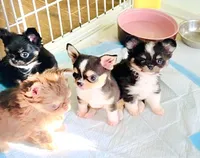 Lil Zorro, a male Chihuahua for sale in Santa Rosa Beach, FL – Photo 6 of 9