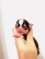 Prince , a male Chihuahua for sale in Santa Rosa Beach, FL – Photo 3 of 4