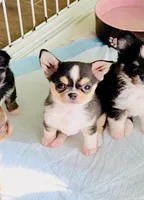 Lil Zorro, a male Chihuahua for sale in Santa Rosa Beach, FL – Photo 3 of 9