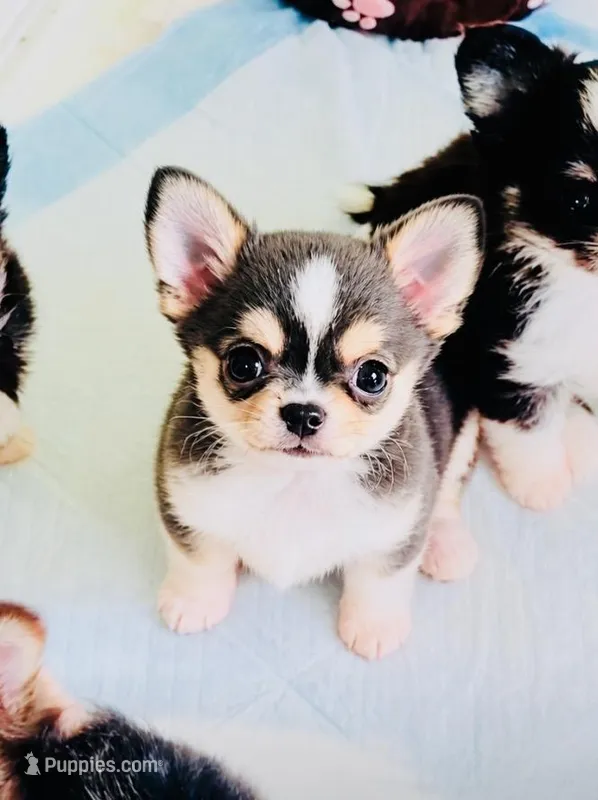Lil Zorro – Chihuahua puppy for sale in Santa Rosa Beach, FL