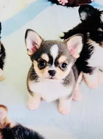 Lil Zorro, a male Chihuahua for sale in Santa Rosa Beach, FL – 1 of 9