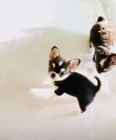 Lil Zorro, a male Chihuahua for sale in Santa Rosa Beach, FL – 4 of 9