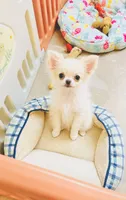 White Angel, show quality , a female Chihuahua for sale in Santa Rosa Beach, FL – 2 of 3