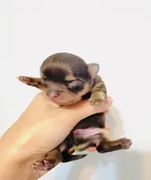 Prince Golden Chocolate, a male Chihuahua for sale in Santa Rosa Beach, FL – 3 of 6