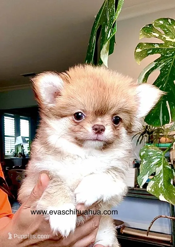 Perfection ( top show quality ), a female Chihuahua for sale in Santa Rosa Beach, FL – 1 of 7