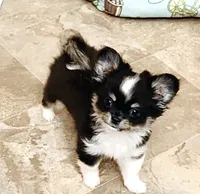 Princess ( show quality ), a female Chihuahua for sale in Santa Rosa Beach, FL – 3 of 5