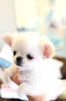 White Angel , a female Chihuahua for sale in Santa Rosa Beach, FL – 9 of 9